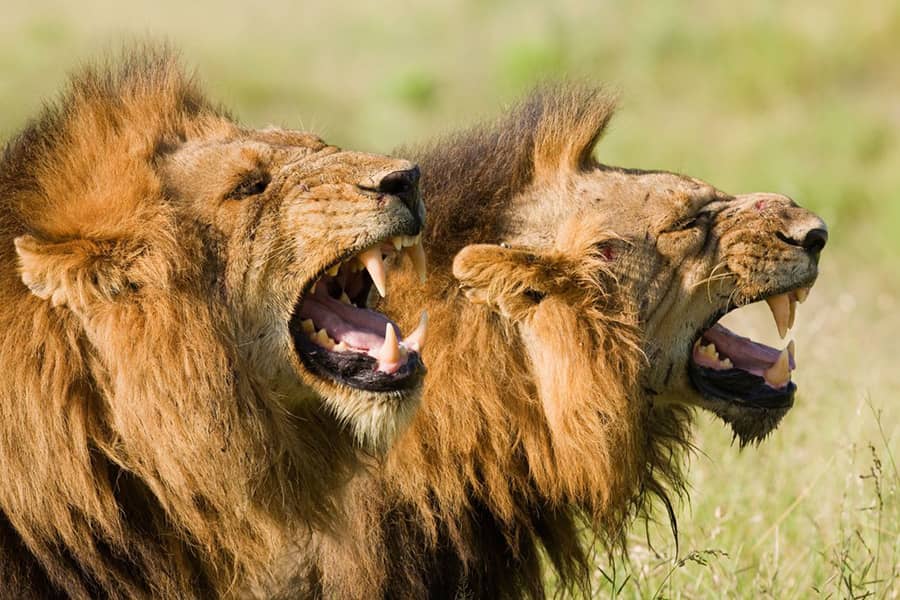 notorious lions of Tsavo