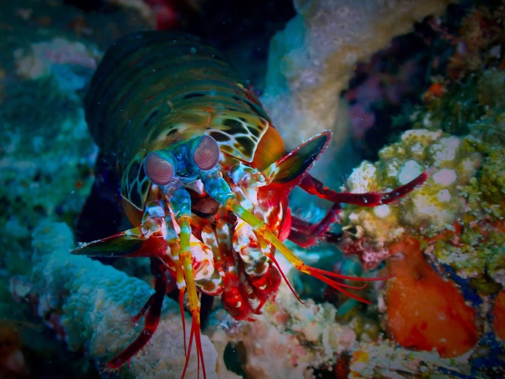 8 Animals With Astonishing Real-Life Superpowers