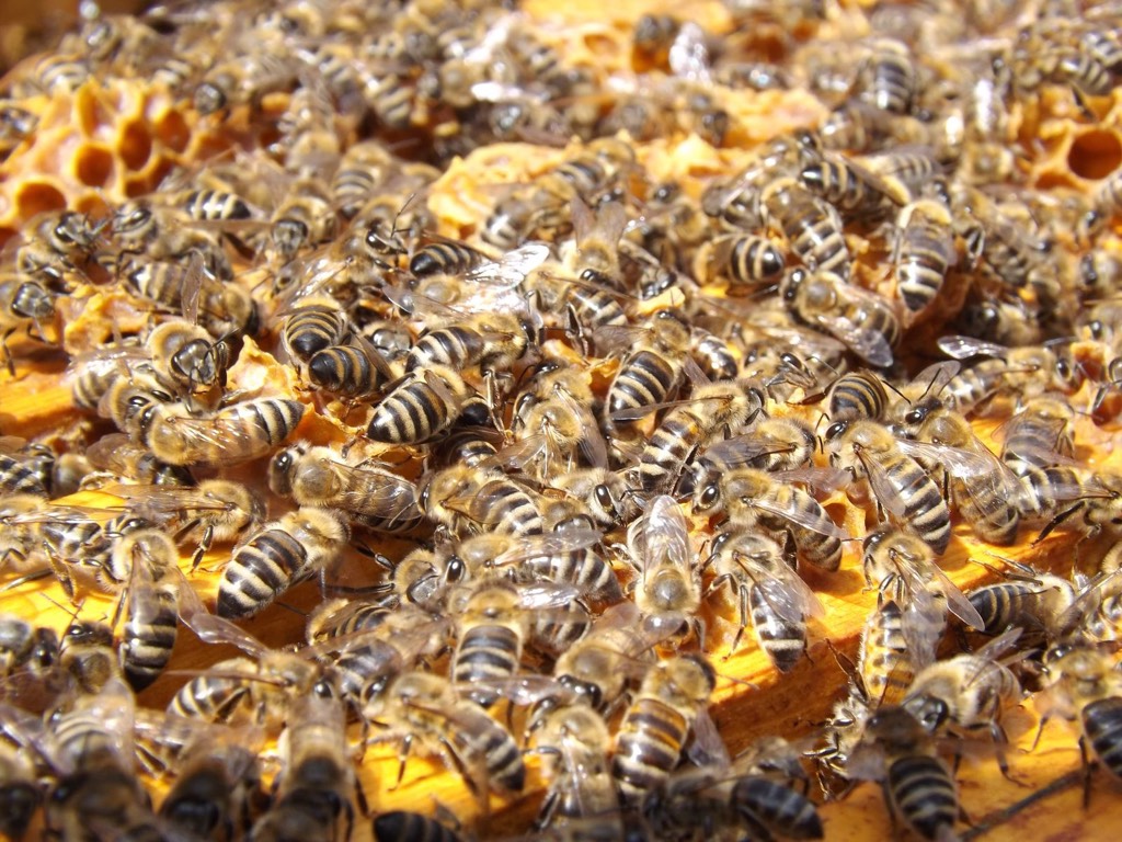 How Do Bees Make Honey? 7 Everyday Wonders Explained