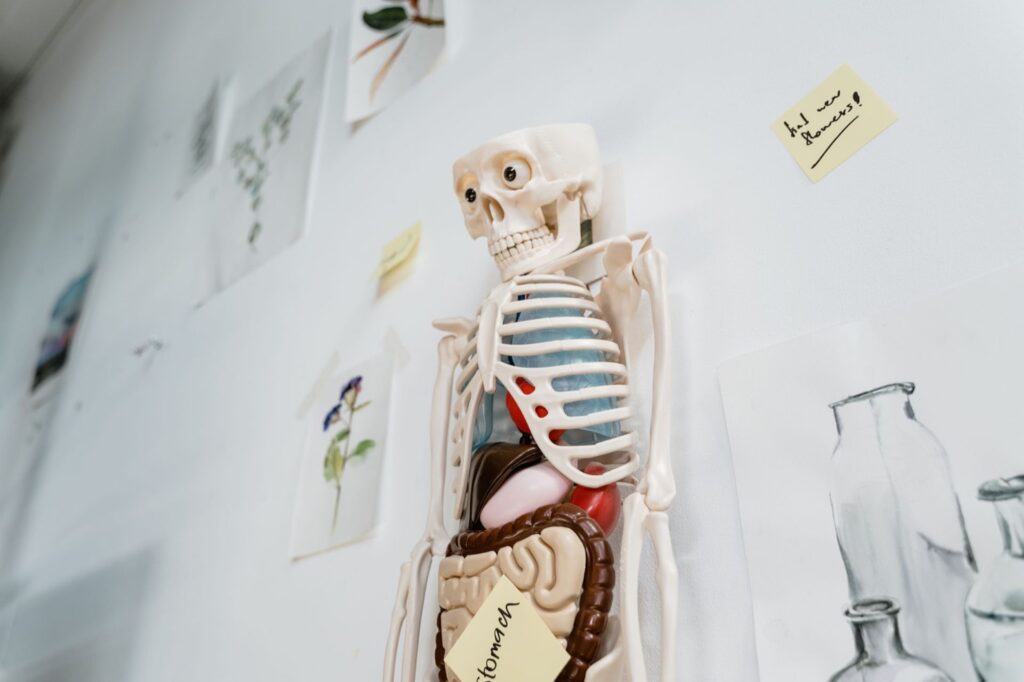 8 Common Myths About the Human Body